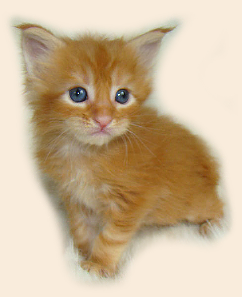    Catsvill County!   !    !       !!!    Catsvill County +7-926-544-74-09     .   ,   ,   ,    ,   ,  ,     ,   -,    ,   !